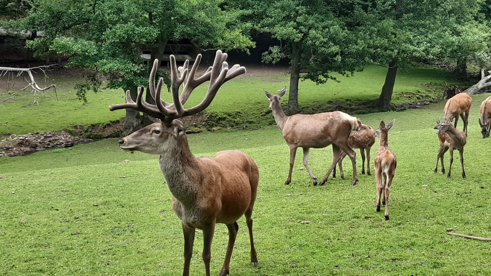 Galerie Wildpark Gersfeld (Rhön)